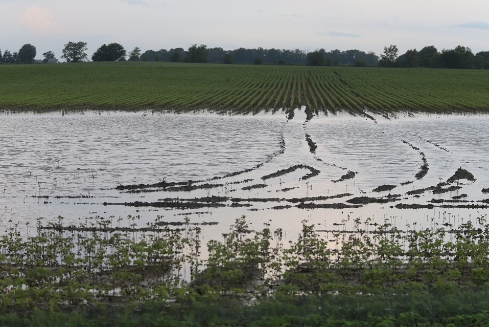A field of crops in Hamilton County, Indiana, damaged by flooding.