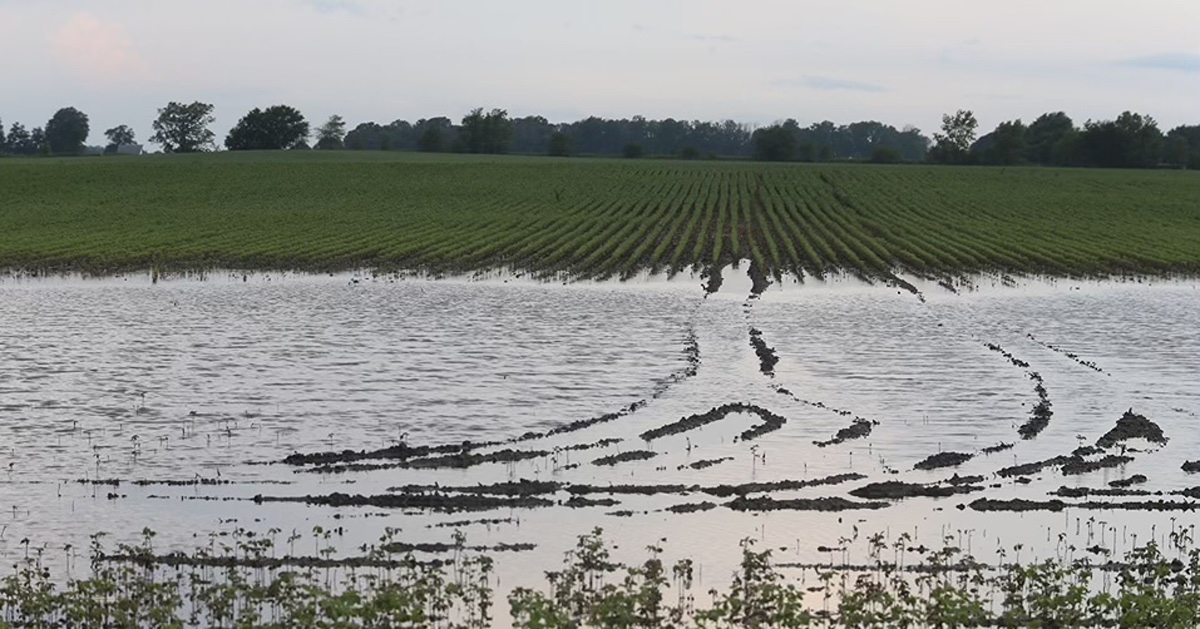 A field of crops in Hamilton County, Indiana, damaged by flooding.