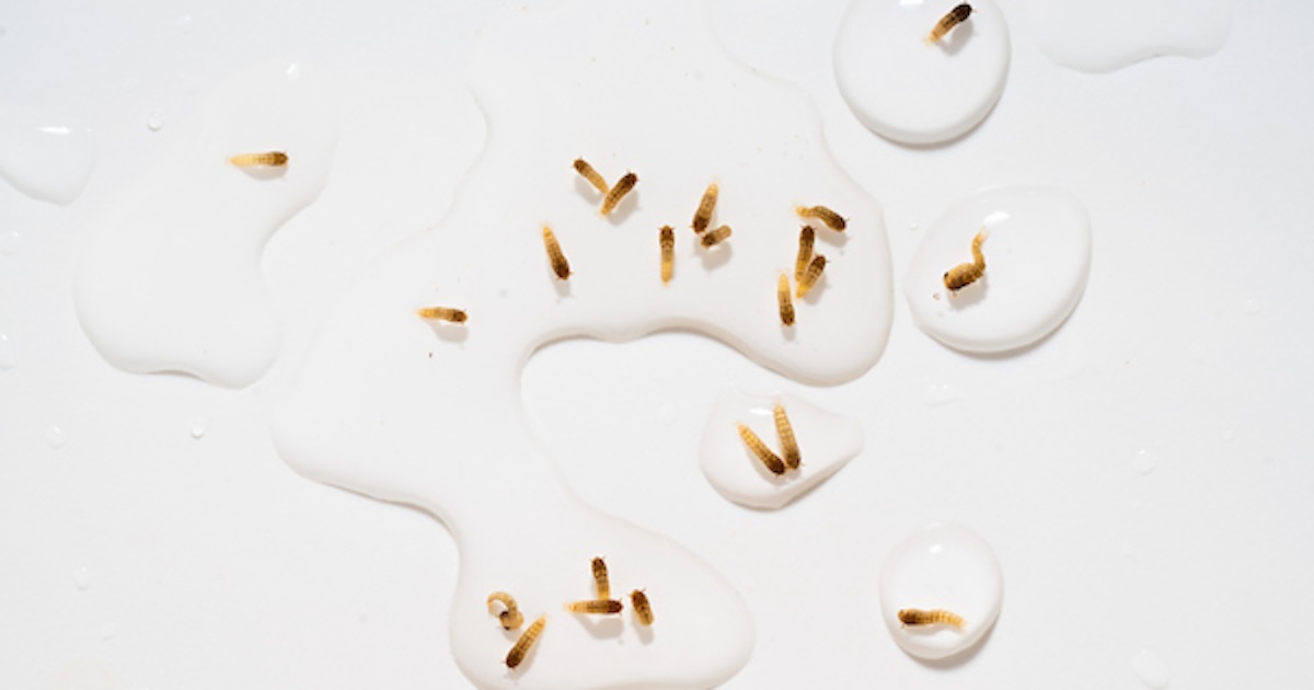 Yellow and brown mosquito larvae, resembling tiny wormlike creatures, floating in clear water puddles on a desk for examination.