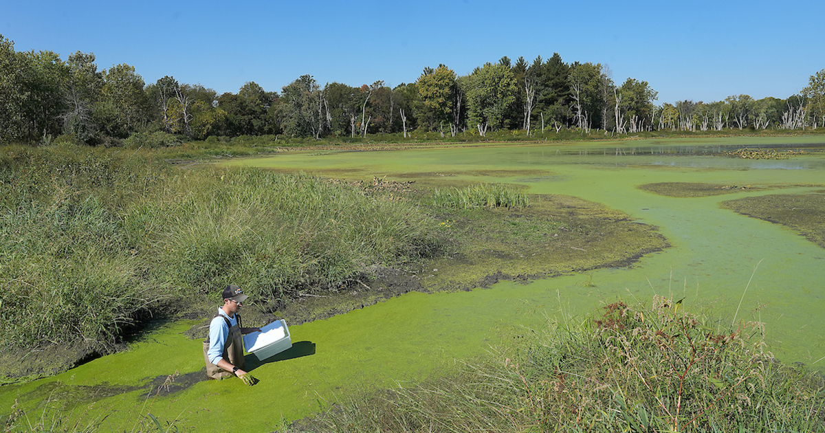 Tyler Hoskins collects zebrafish from wetlands near Purdue.