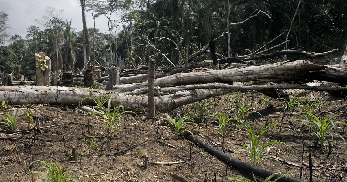 Seedlings growing in a slash-and-burn agricultural field in the Democratic Republic of the Congo, Africa. Credit: © FAO / Giulio Napolitano
