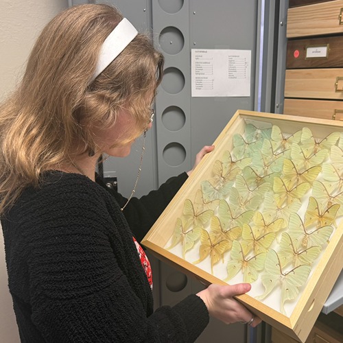 Rice inspects insects in the lab
