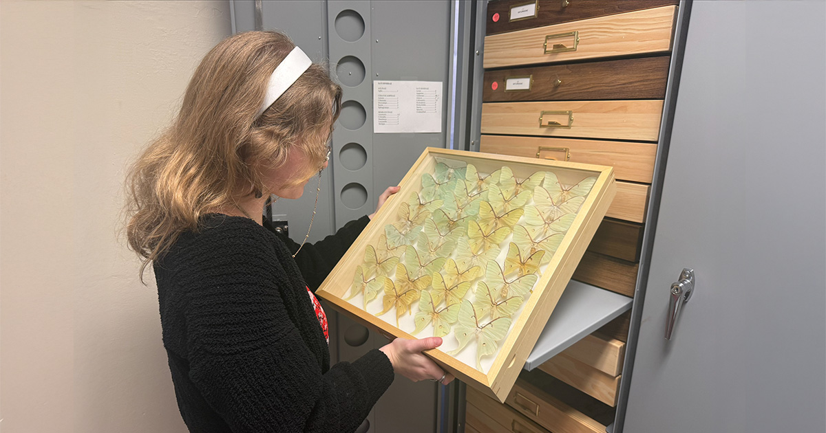 Rice inspects insects in the lab