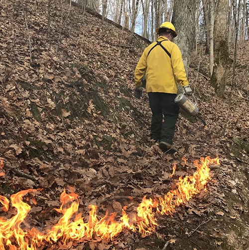 Prescribed burn in woods