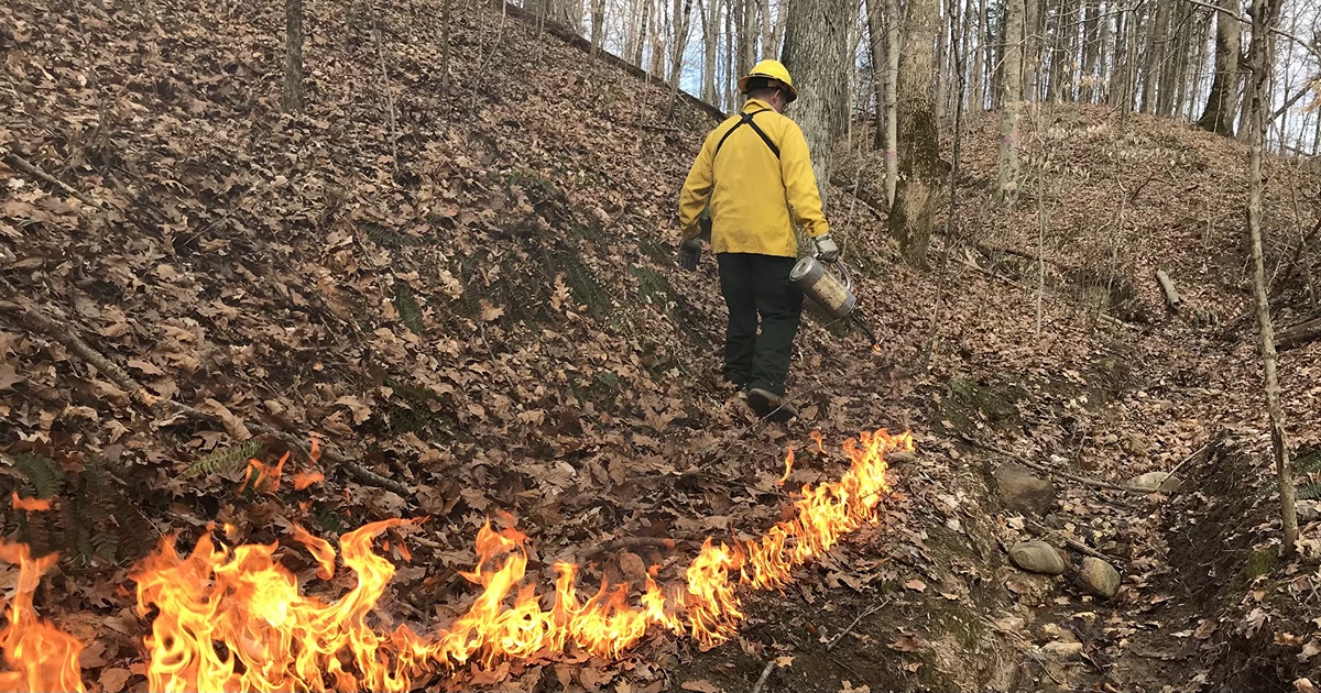 Prescribed burn in woods