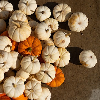 pumpkins