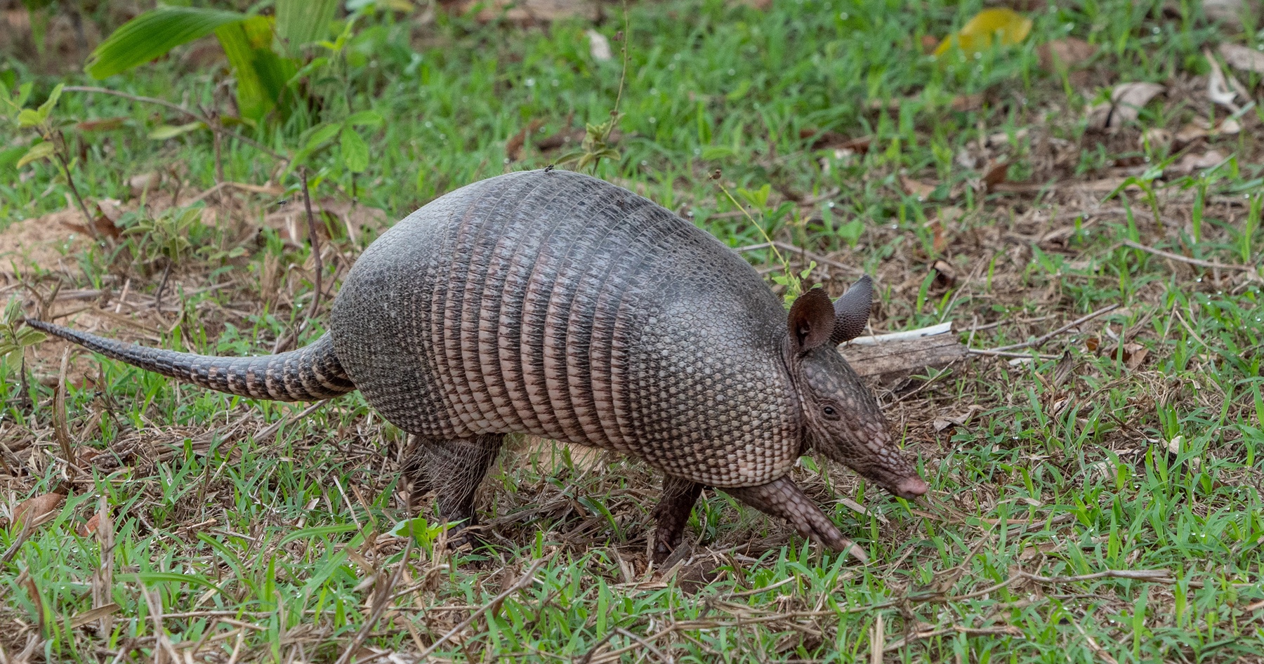armadillo