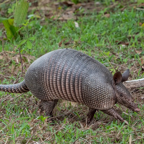 Nine-banded armadillo 