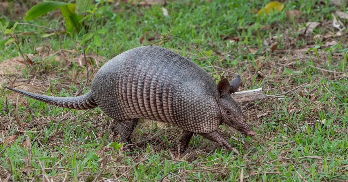 Nine-banded armadillo 
