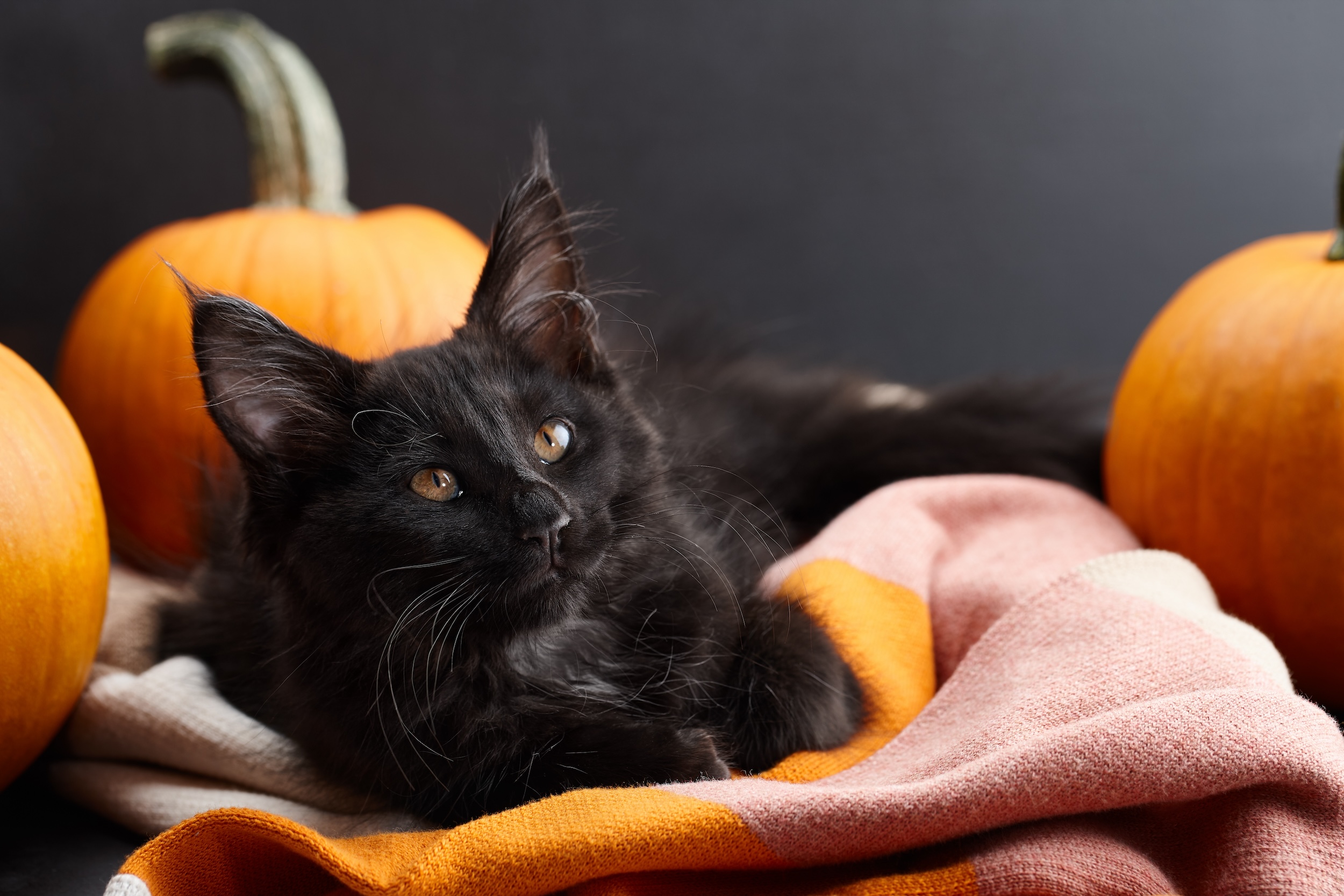 Black cat laying on blankets with three orange pumpkins in the background.