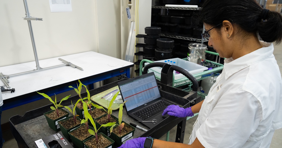 Akanksha Singh, a postdoctoral scientist in the laboratory of Bryan Young, professor of botany and plant pathology, catalogs plants for phenotyping at the Ag Alumni Seed Phenotyping Facility.