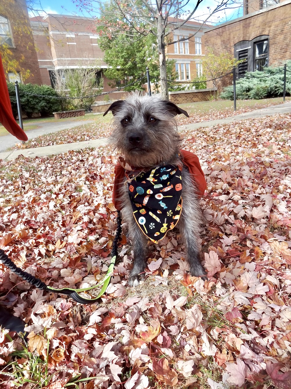 Black and grey dog sitting in a pile of leaves wearing an orange harness and Halloween bandana.