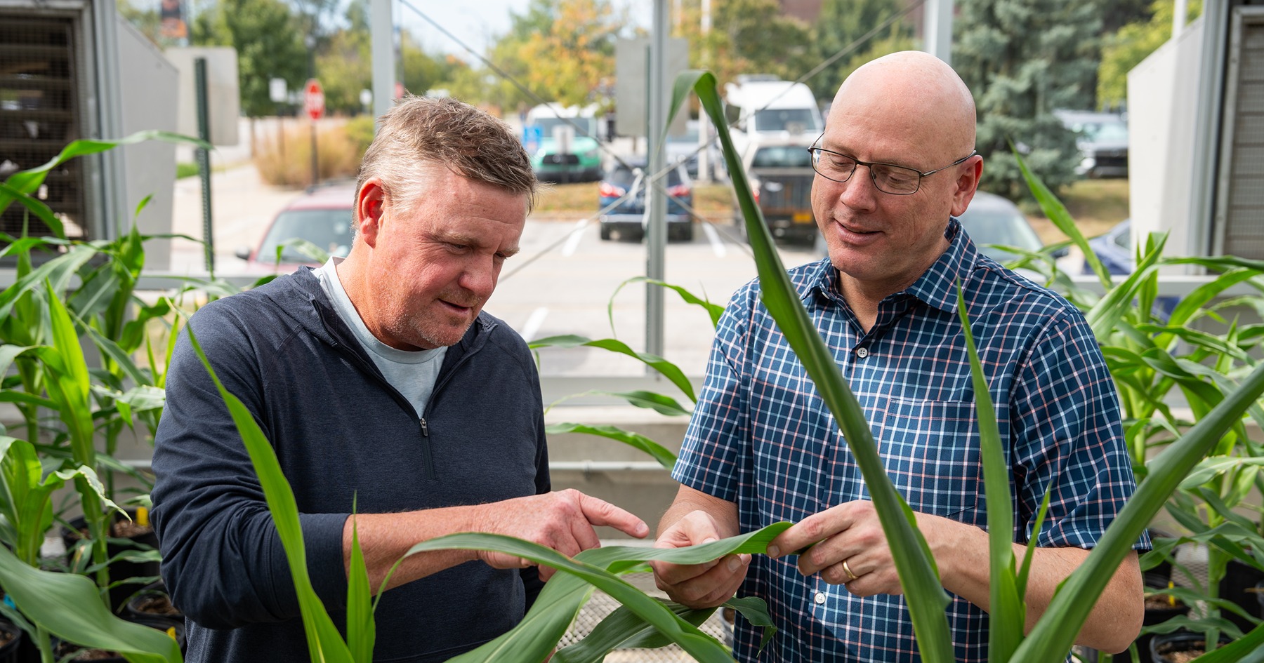 Mike Mickelbart and John Couture look at a corn leaf in a greenhouse