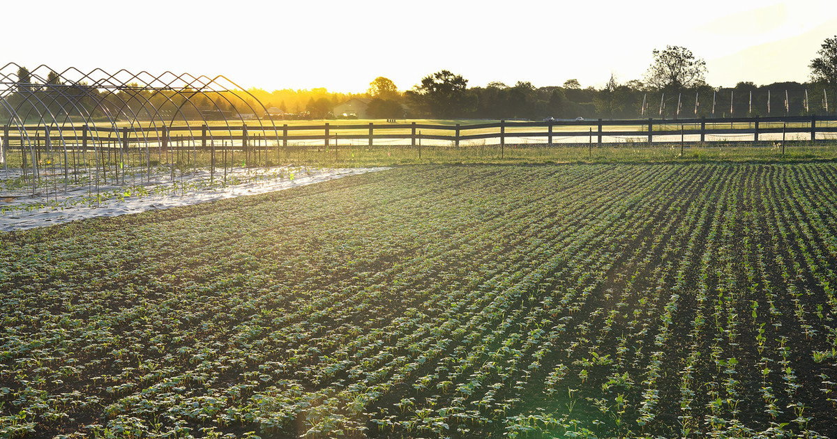 sunrise on purdue student farm over rows of young green plants