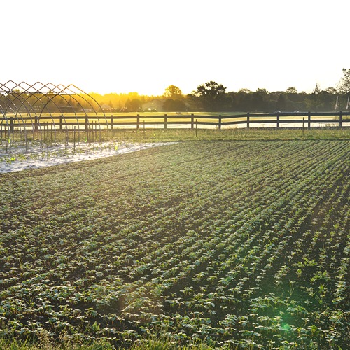 sunrise on purdue student farm over rows of young green plants