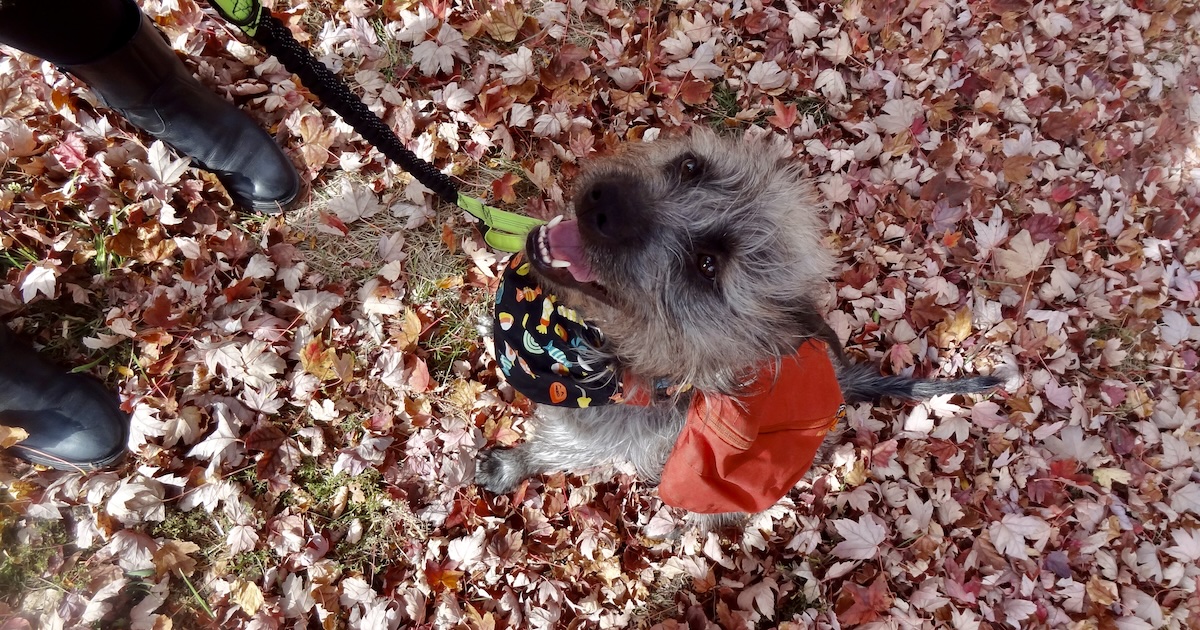 Black and grey dog sitting in a pile of leaves, wearing an orange harness and Halloween bandana. 