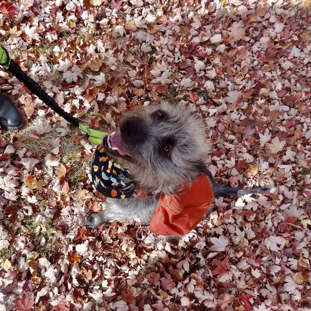 Black and grey dog sitting in a pile of leaves, wearing an orange harness and Halloween bandana.
