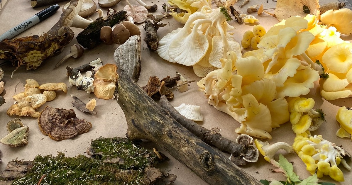 Mount mushroom foray