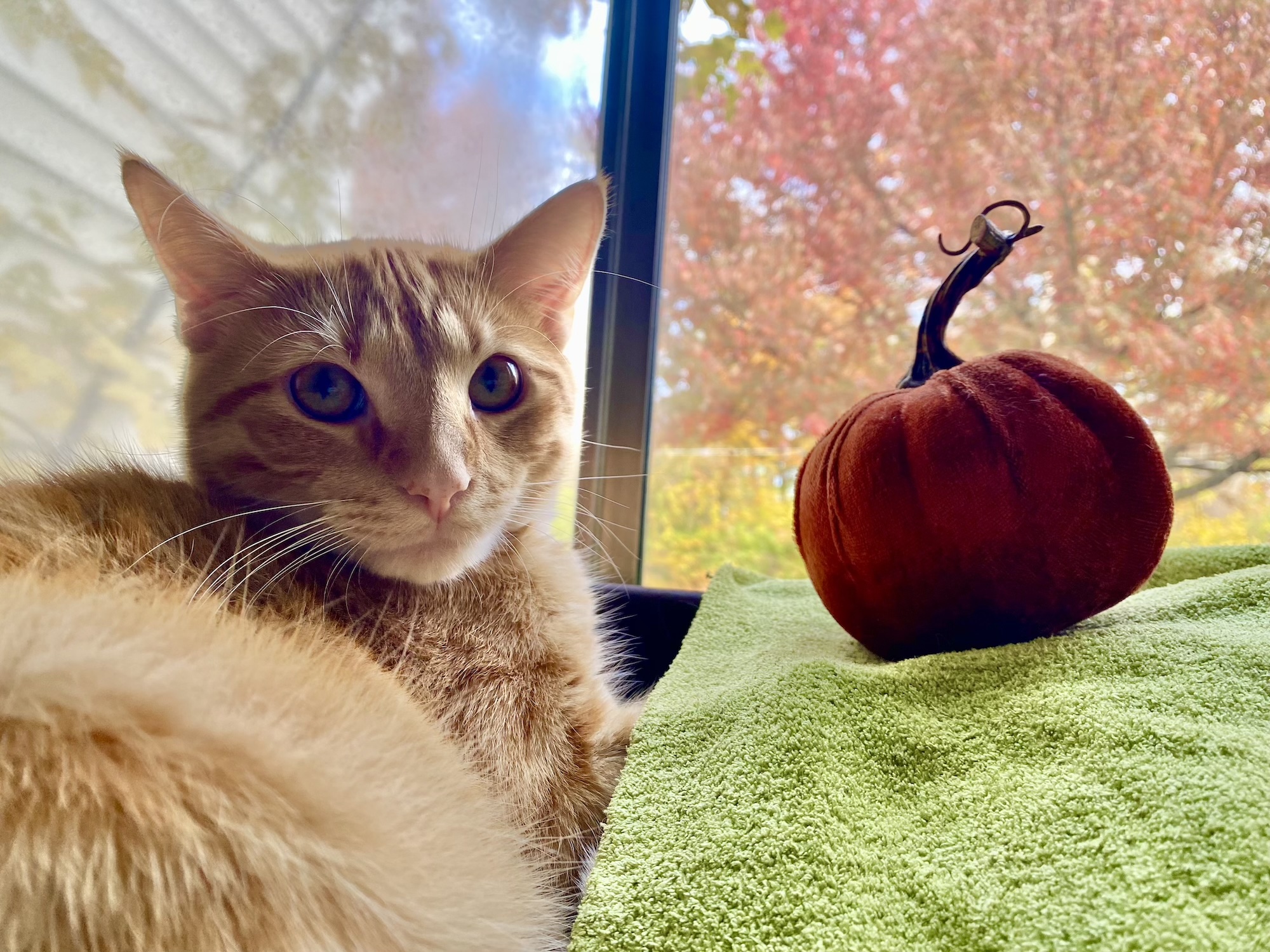 Orange cat laying next to a green blanket and orange stuffed pumpkin.
