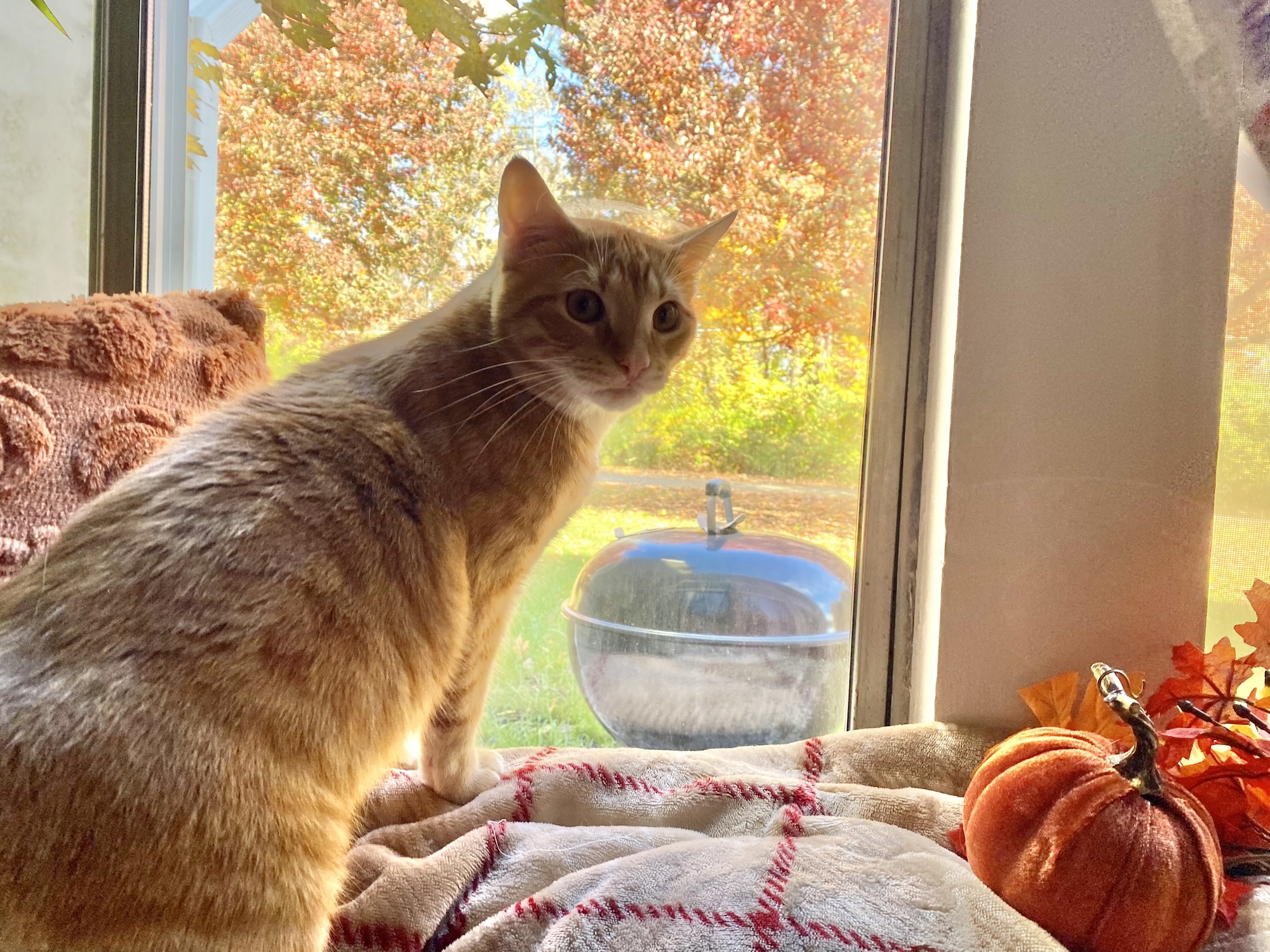 Orange cat sitting on a window sill next to an orange stuffed pumpkin.