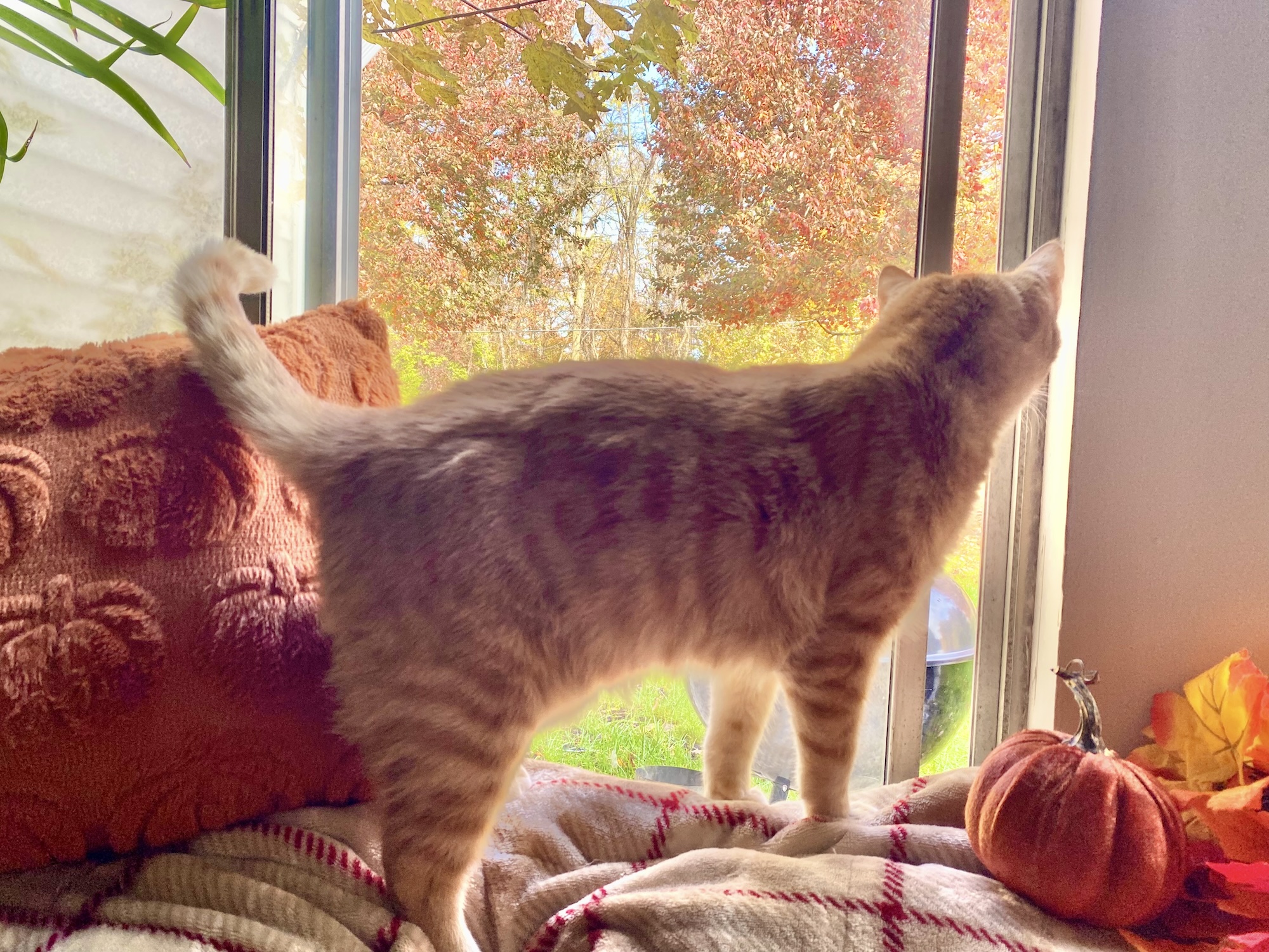 Orange cat standing on a window sill next to an orange stuffed pumpkin while wagging tail.