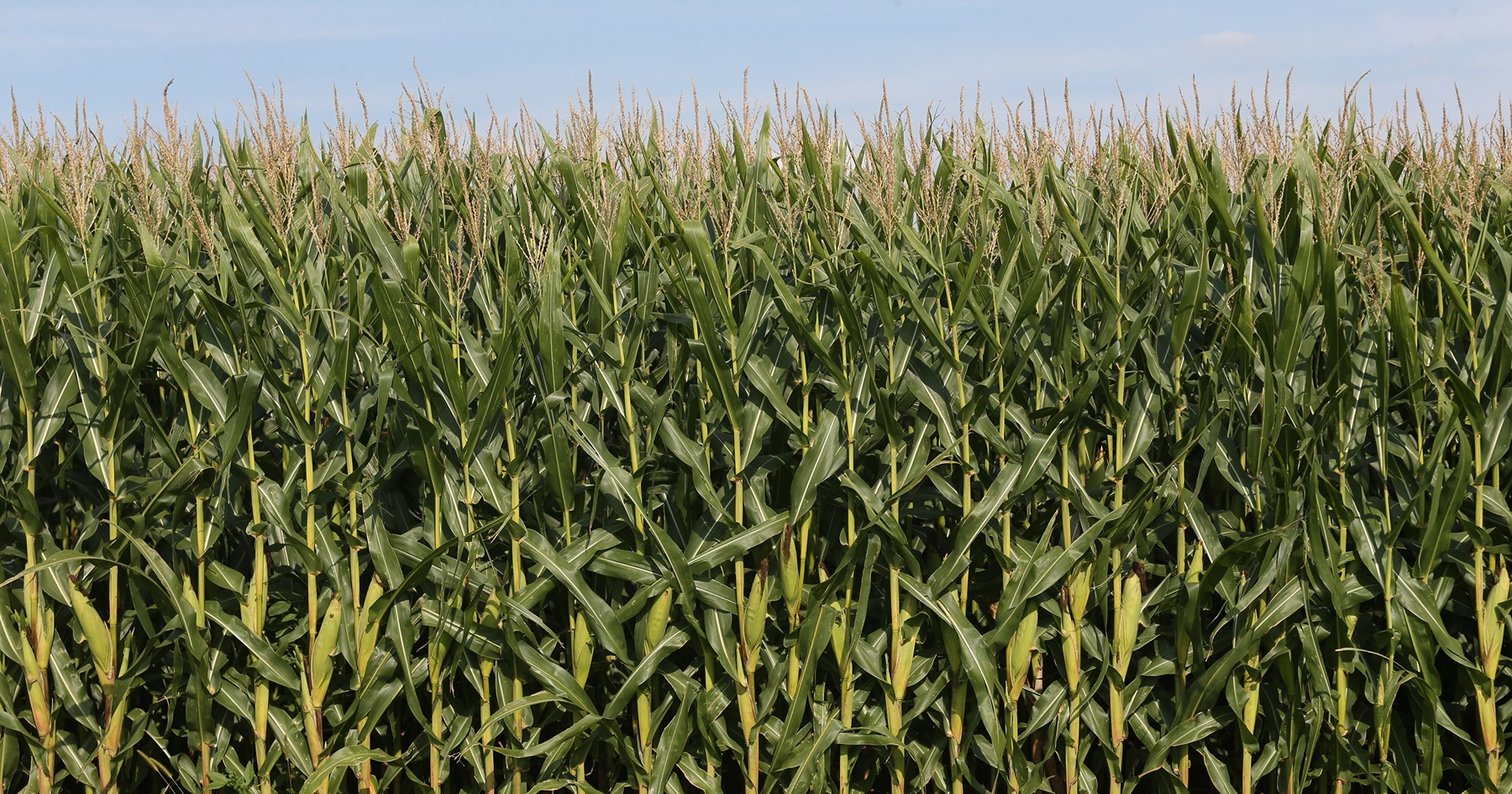 rows of corn growing