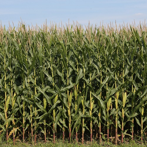 rows of corn growing