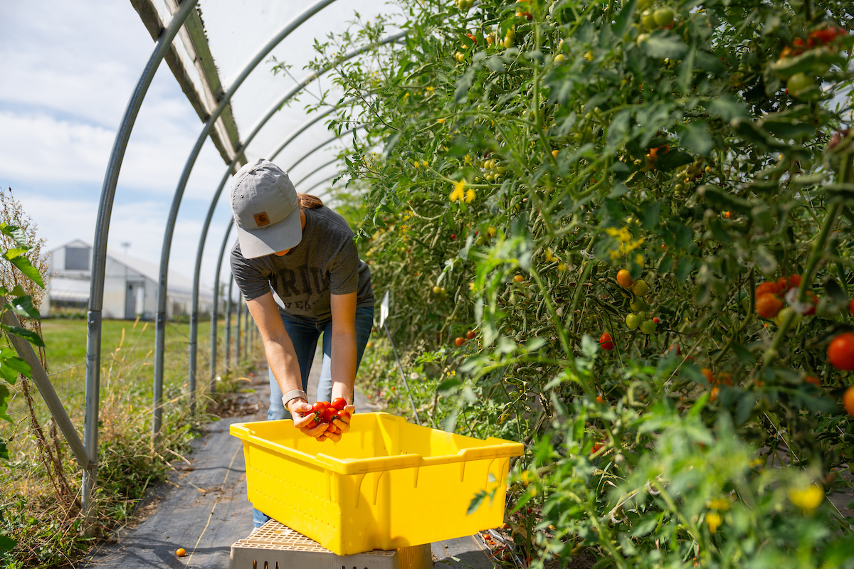 Student harvesting tomatoes at the Purdue Student Farm.