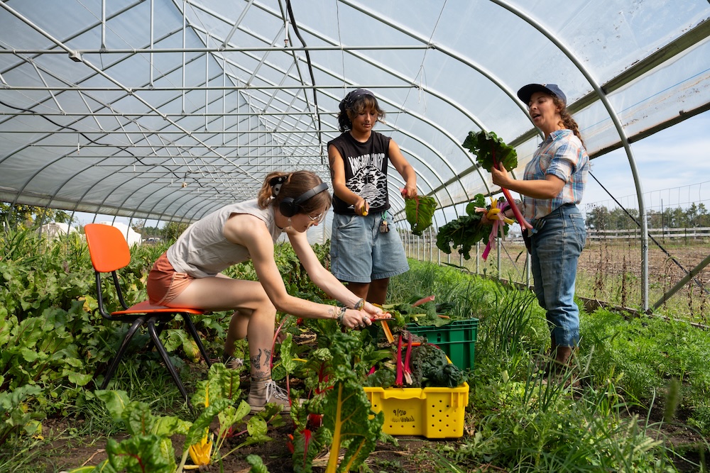 Three Purdue students harvesting Swiss Chard at the Purdue Student Farm.