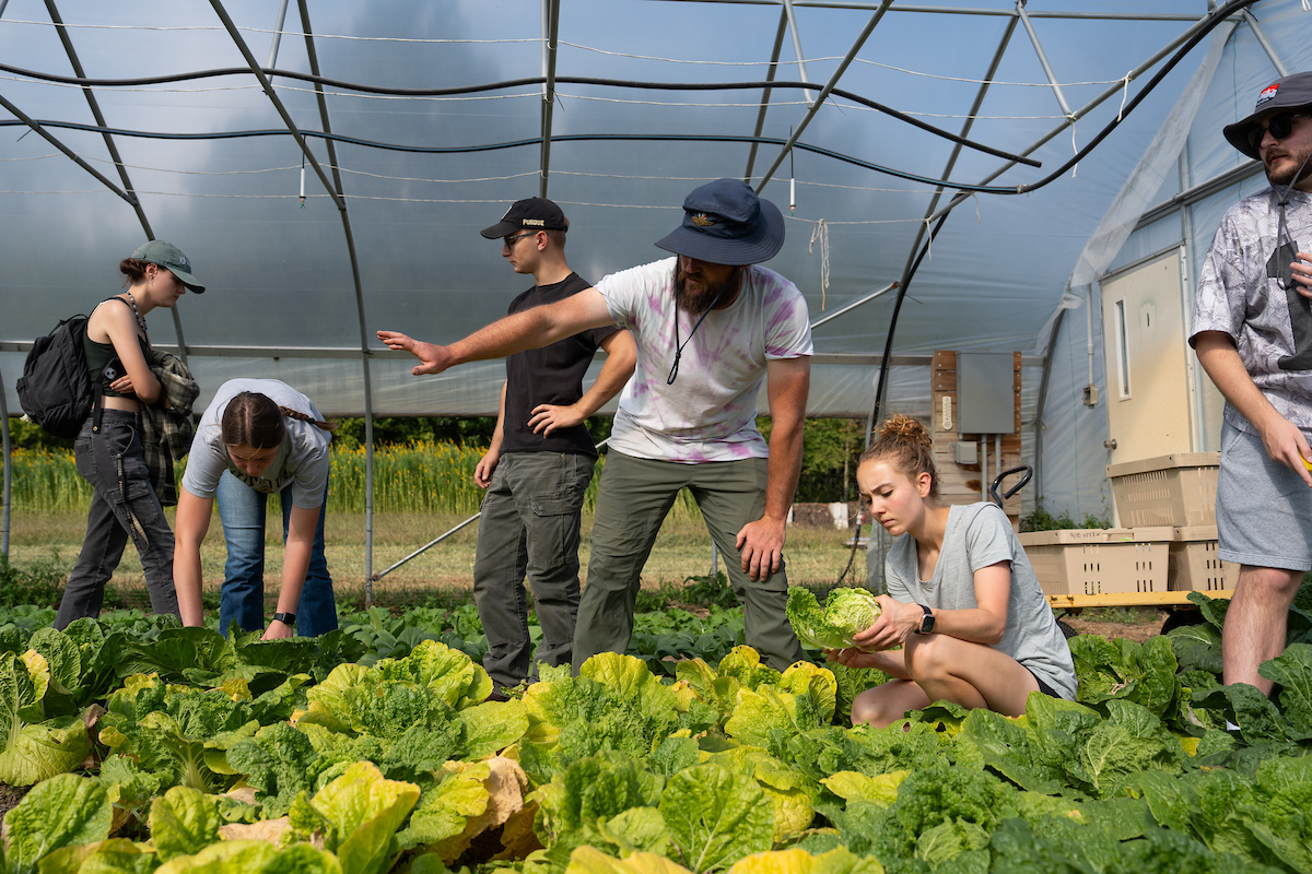 Chris Adair helping five students harvest lettuce at the Purdue Student Farm.