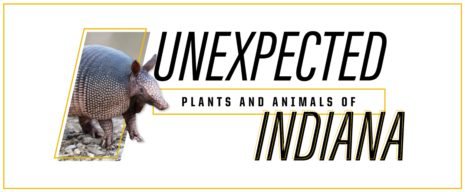 Nine-banded armadillo 