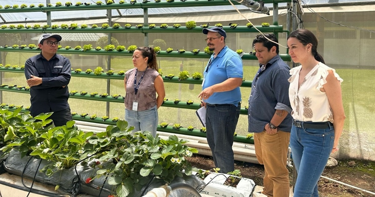 A small group of people looking at produce growing