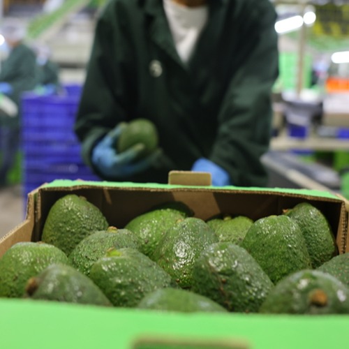 A small group of people looking at produce growing
