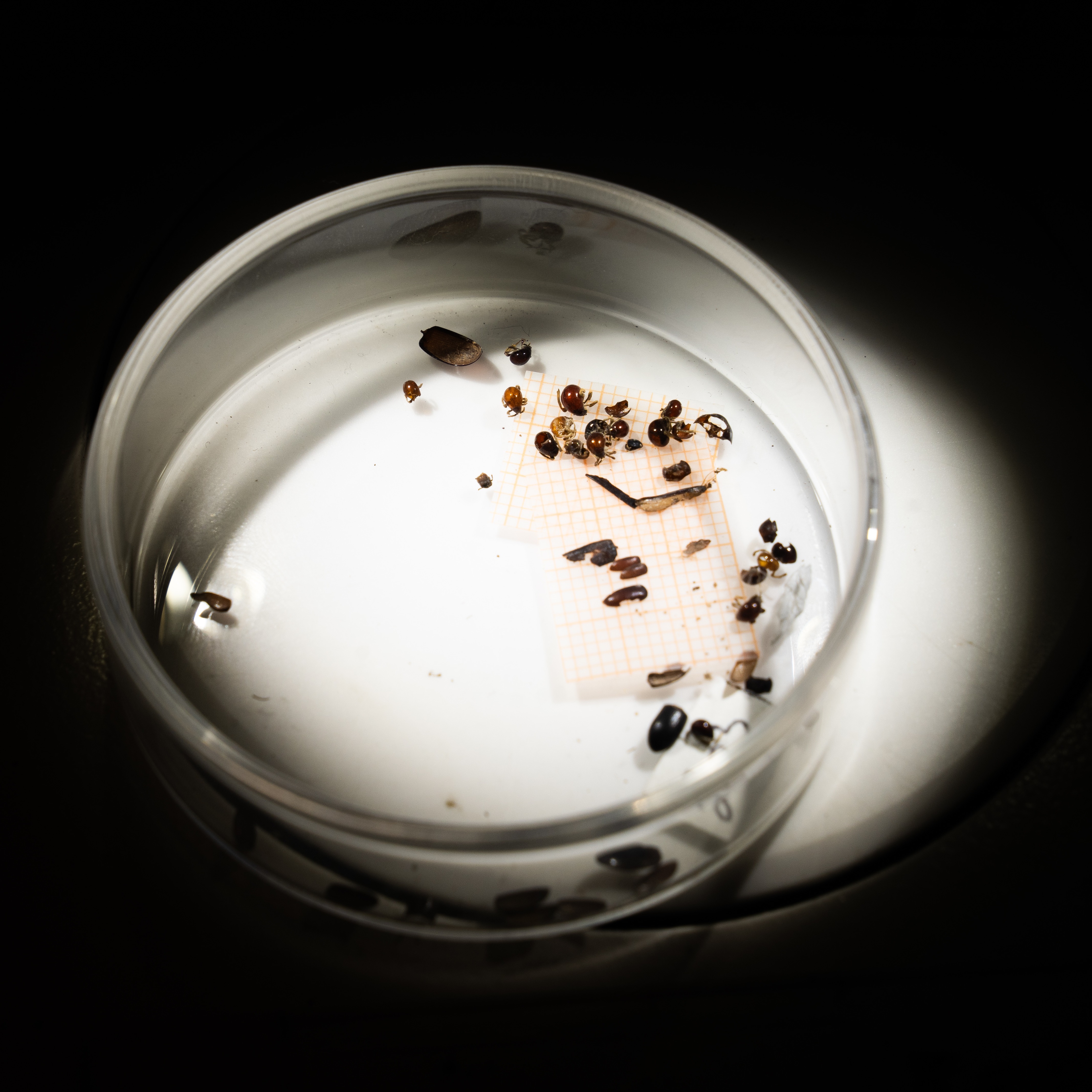 insects under microscope