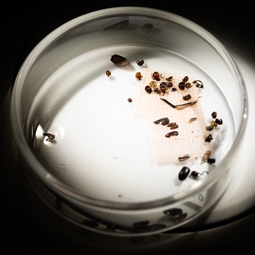 Insects in a Petri dish