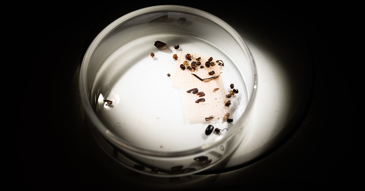 Insects in a Petri dish