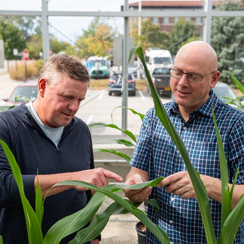 Mike Mickelbart and John Couture look at a corn leaf in a greenhouse