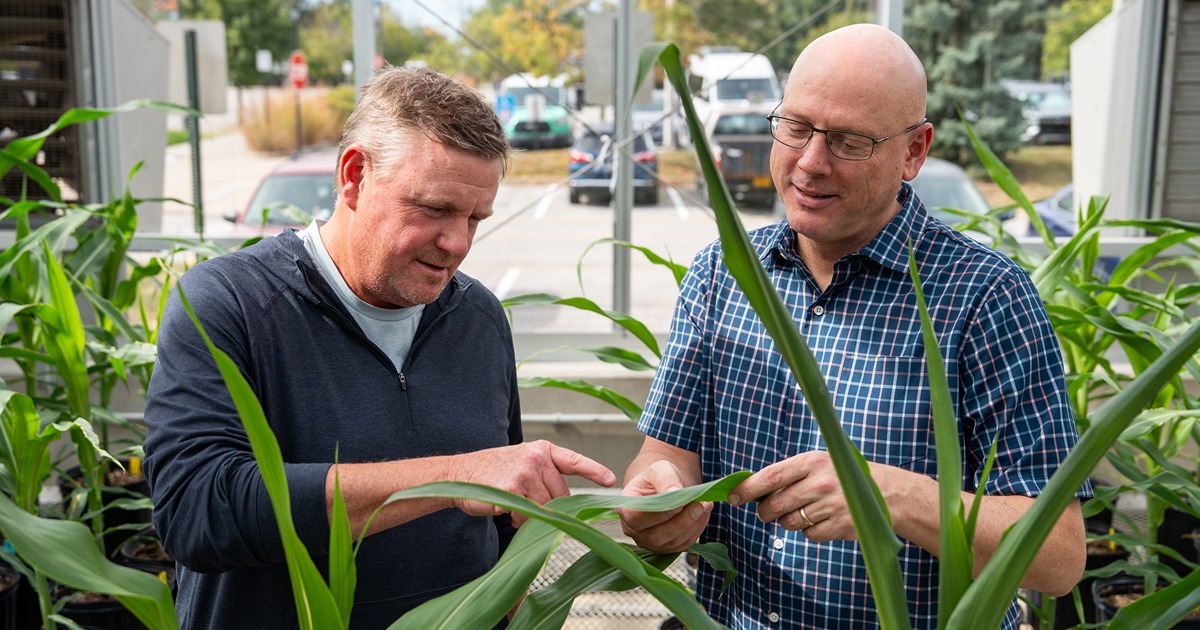 Mike Mickelbart and John Couture look at a corn leaf in a greenhouse