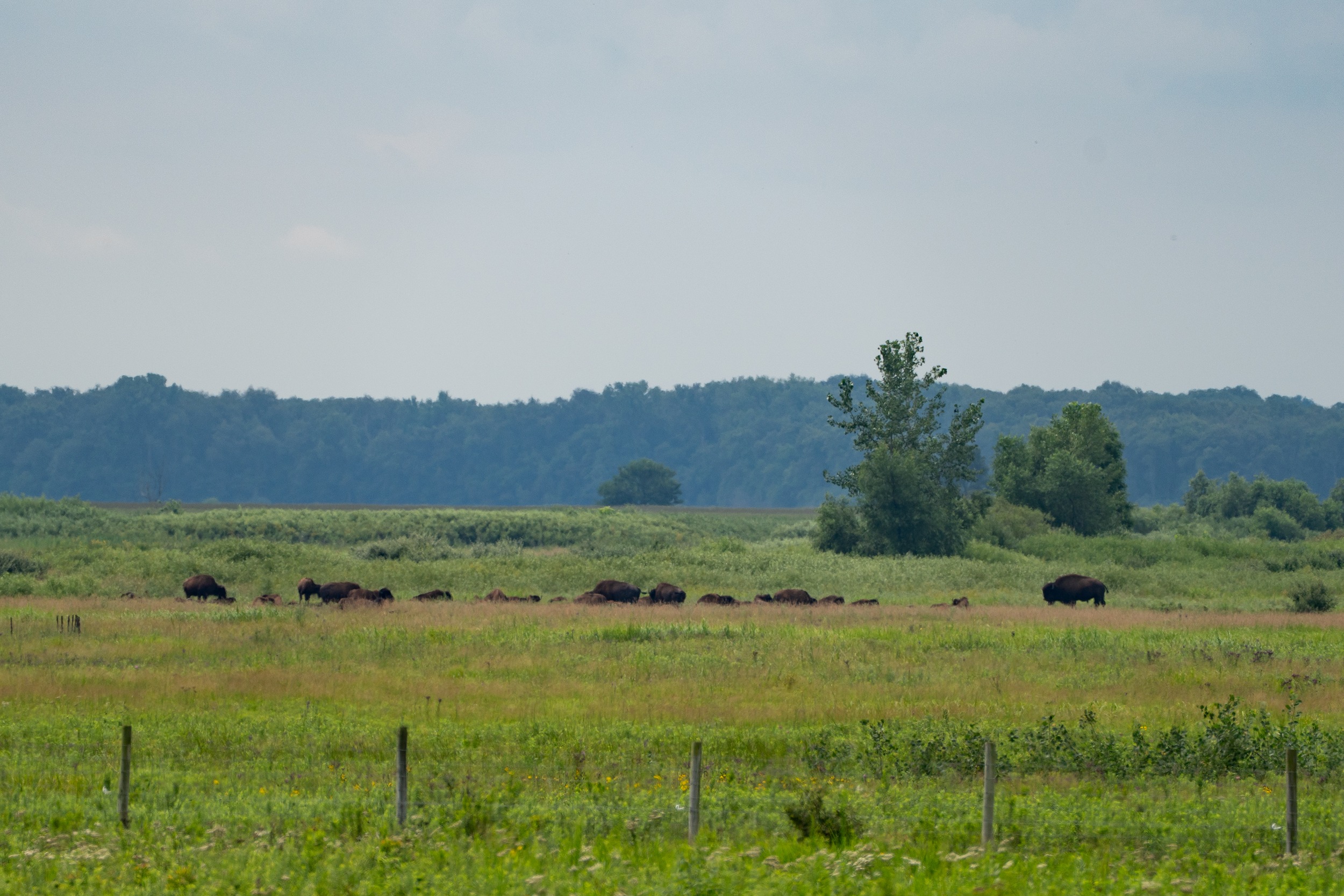 Bison grazing