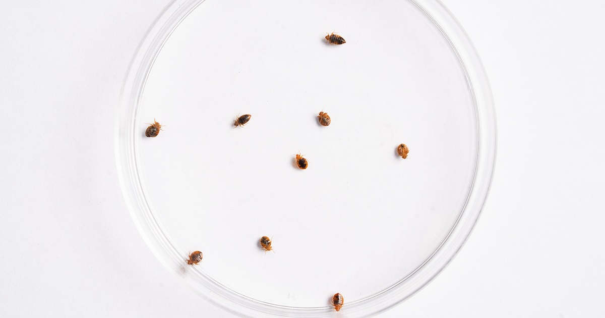 Nine orange and black ticks in a petri dish in front of a white backdrop.