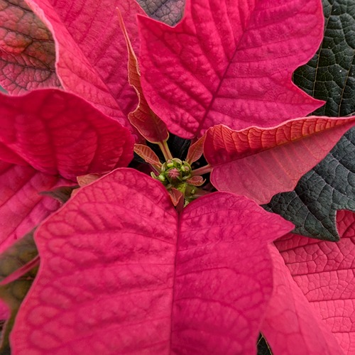 close up of pink poinsettia flower