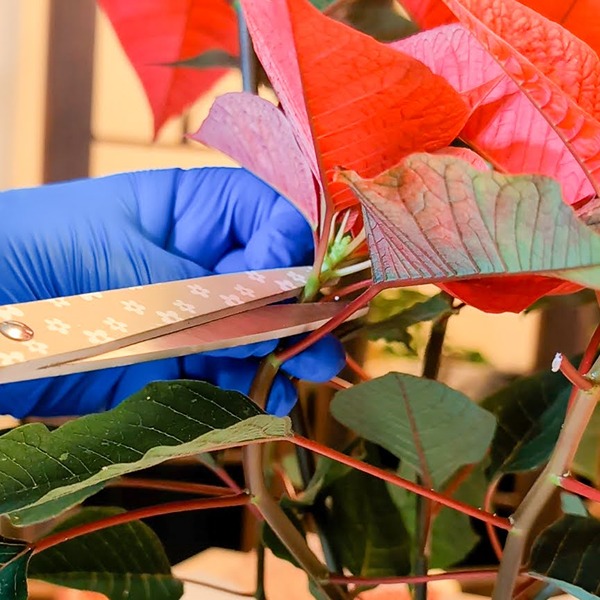 scissors pointing at the poinsettia's stem
