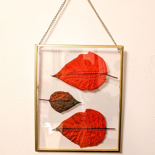 poinsettia leaves and floral bracts in a floating frame