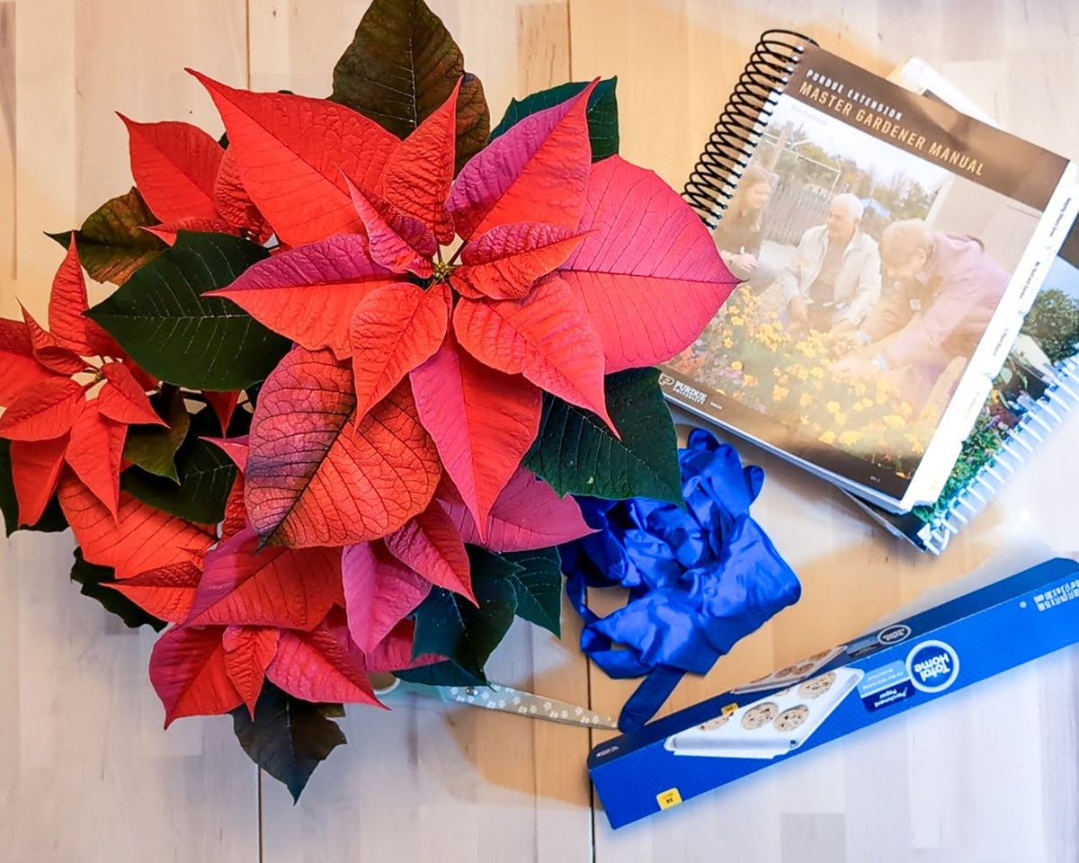 a birds eye view of gloves, a potted poinsettia, scissors, master gardener manuals, and a box of parchment paper