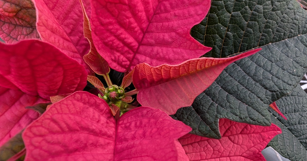 close up of pink poinsettia flower