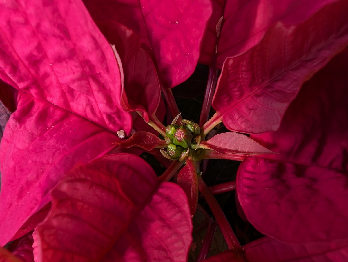 close up of poinsettia flower