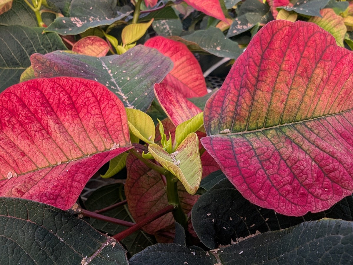 poinsettia turning colors