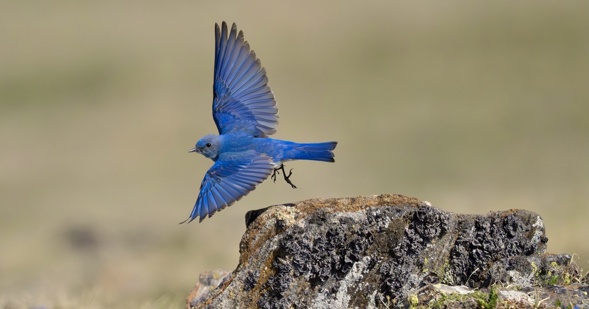 Mountain Bluebird taking wing, a migratory species that ranges widely across the western North America.