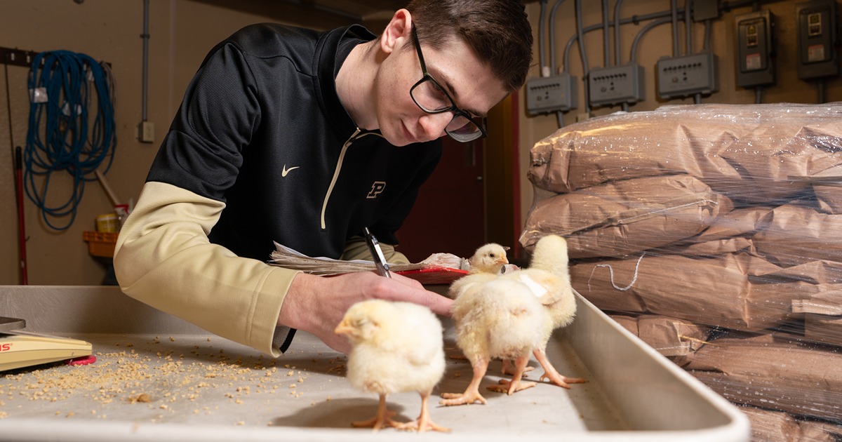 Foland checks measurements with chicks