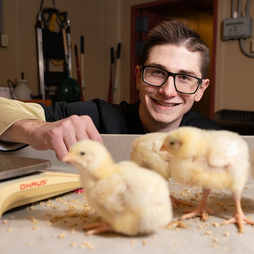 Hunter Foland works with chicks at Purdue ASREC